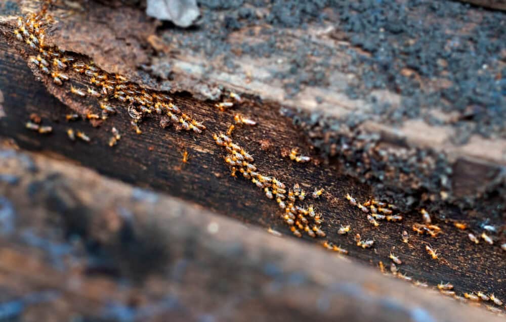 Dampwood Termites vs. Subterranean Termites: What’s the Difference?