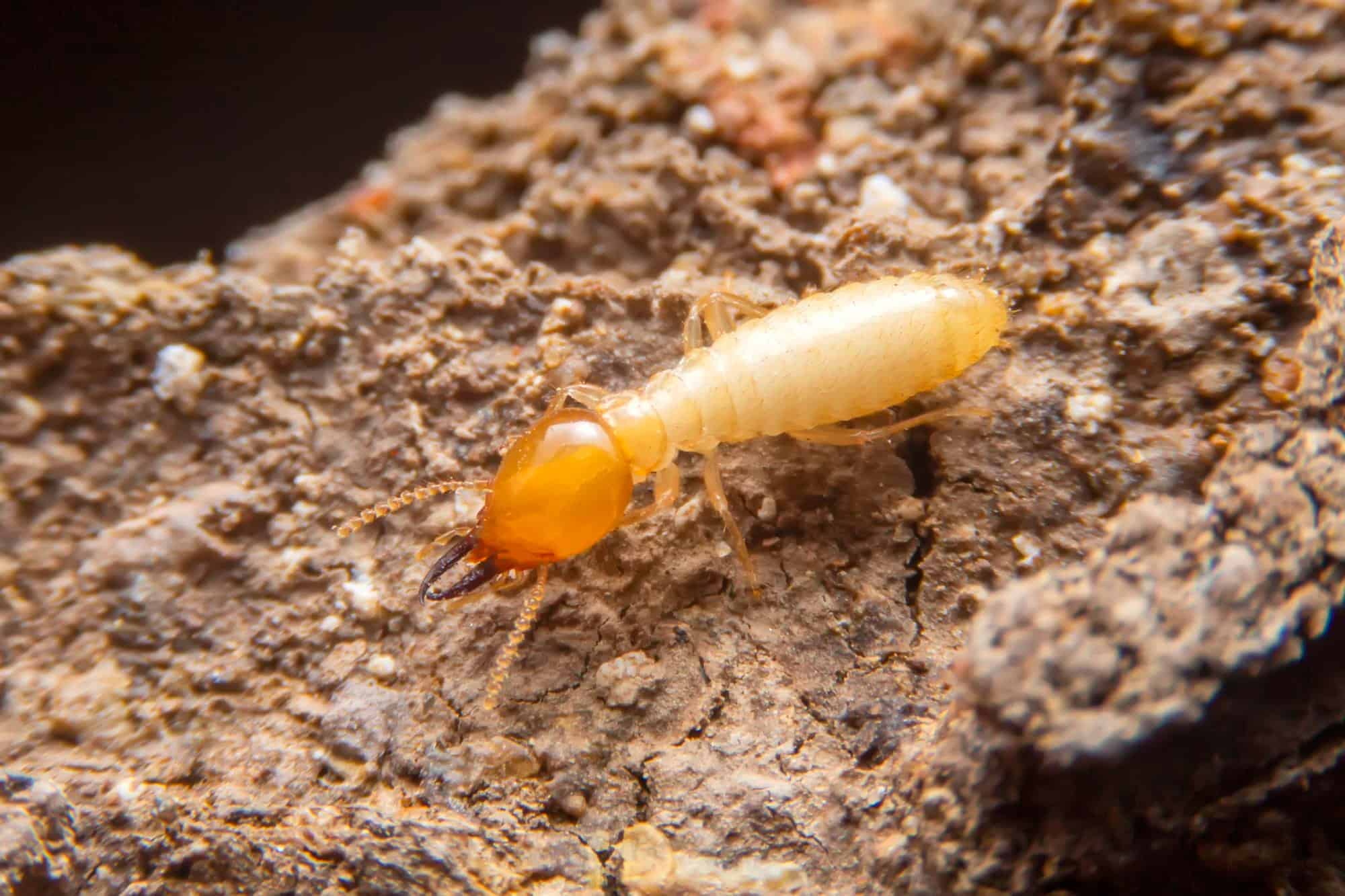 Top 8 Warning & Signs of a Termite Infestation in Your Home