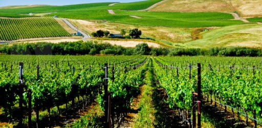 California Vineyard – Off the Beaten Path