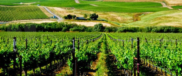 California Vineyard – Off the Beaten Path