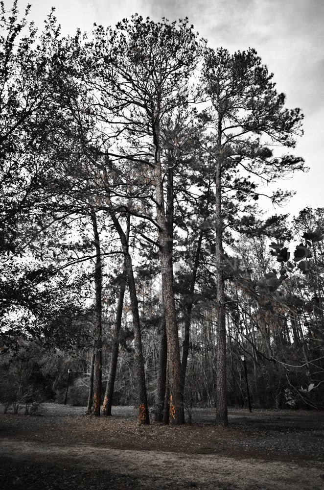 Memorial_Marked_Pines_005.dng Houston Commercial Architectural Photographer Dee Zunker