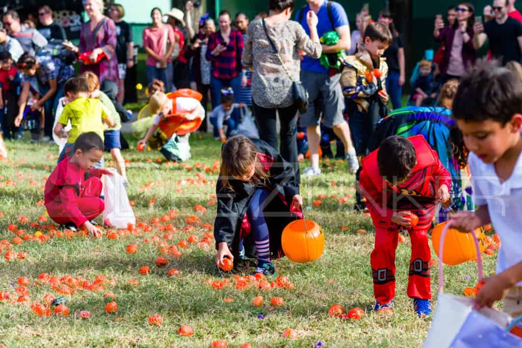 1799-CItyBellaire-PumpkinHunt-2019-058.NEF  Houston Commercial Architectural Photographer Dee Zunker