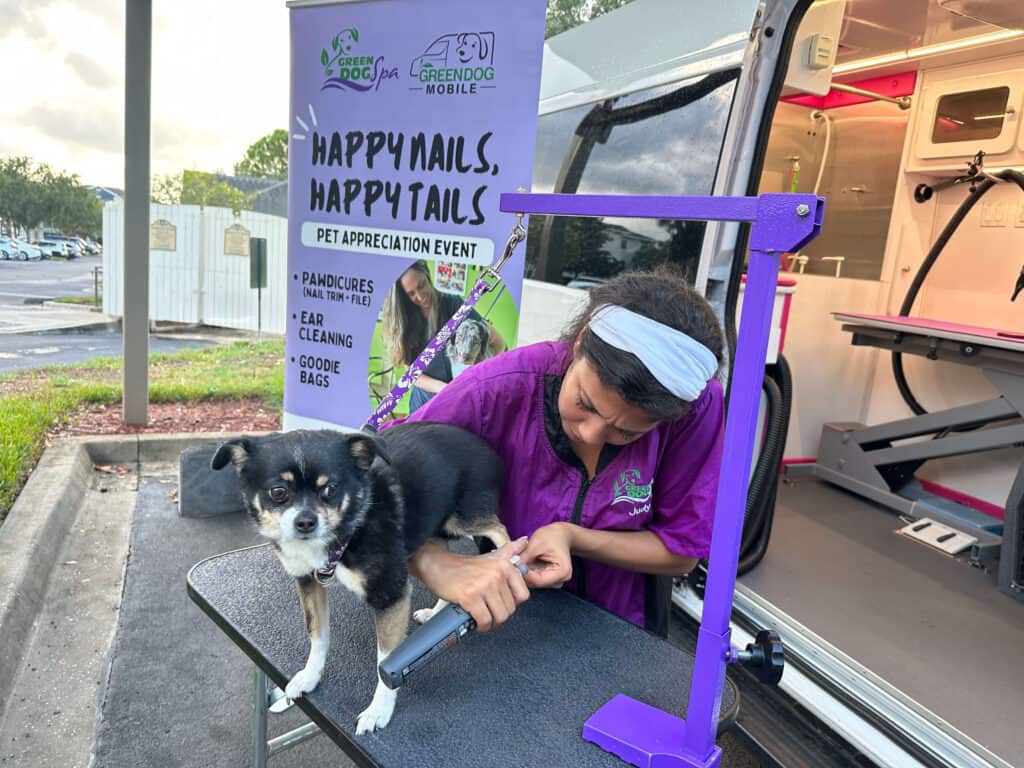 Paw Shapers team member Judy gives a "Pawdicure" (Nail trim + File) to a happy chihuahua mix at a local Happy Nails, Happy Tails pet appreciation event