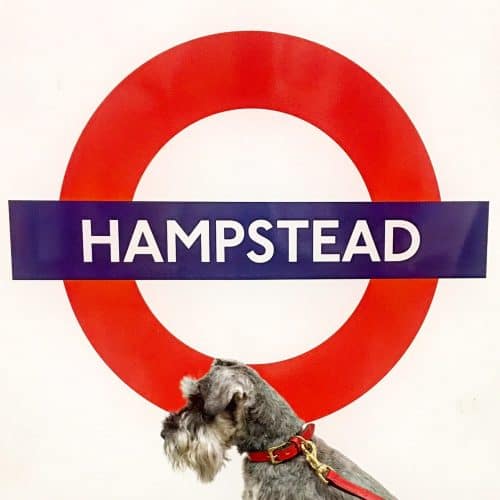 teddy-in-hampstead