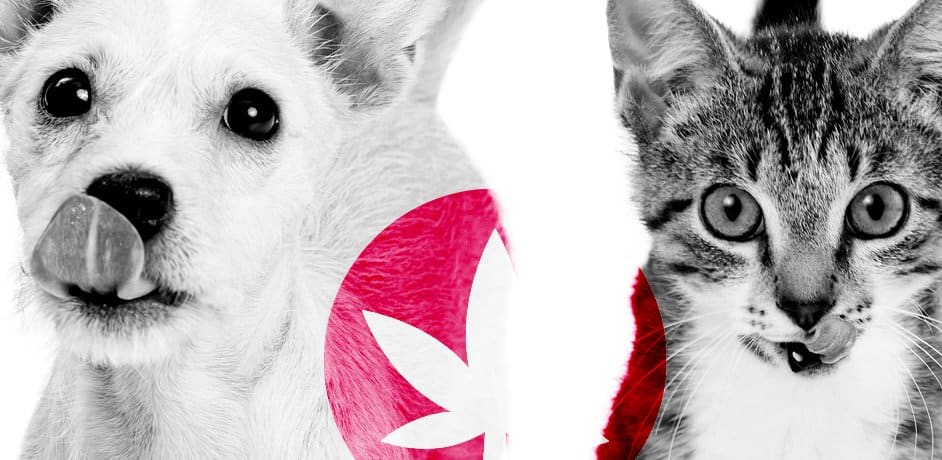 CBD pets