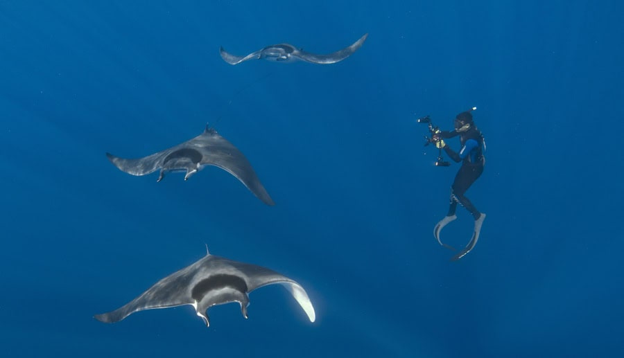Mobula mobular, espèce endémique de Méditerranée.