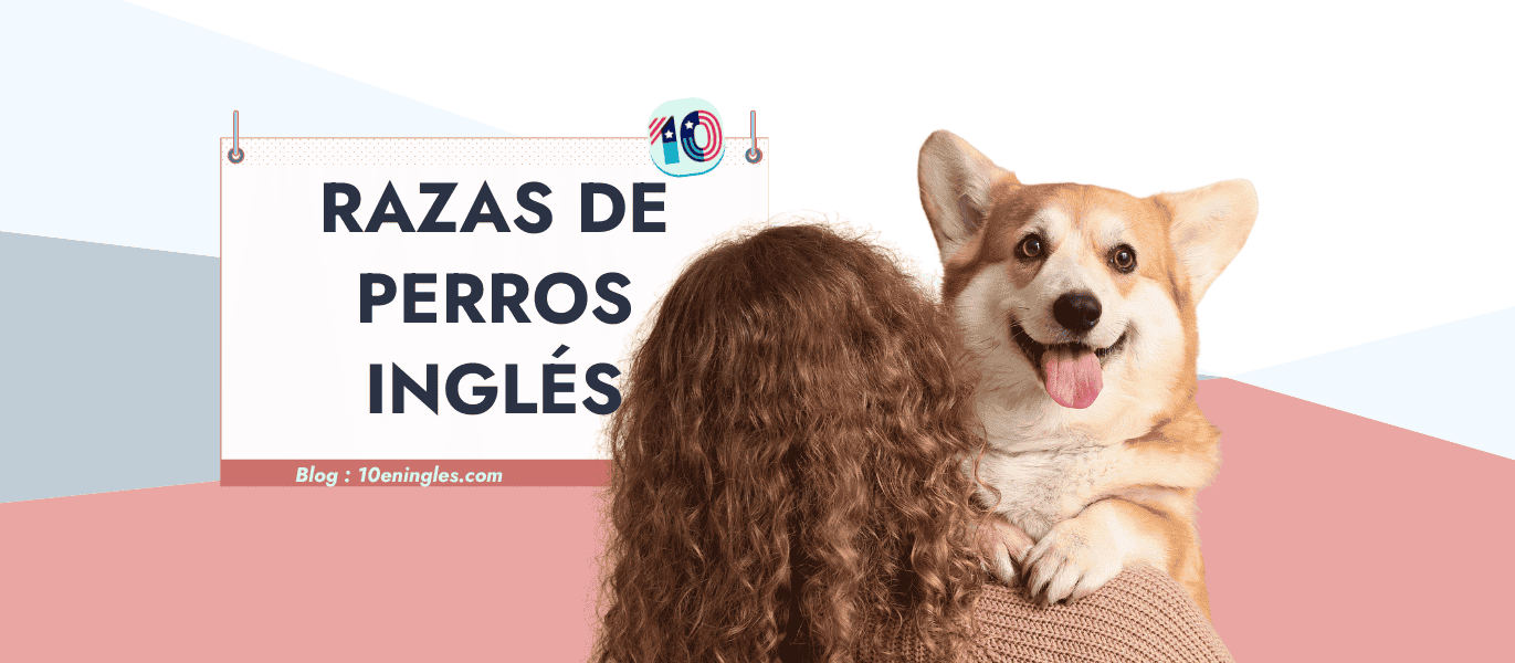 Mujer sosteniendo un cachorro Corgi. Post en español sobre razas de perros ingleses y comandos de adiestramiento en inglés.