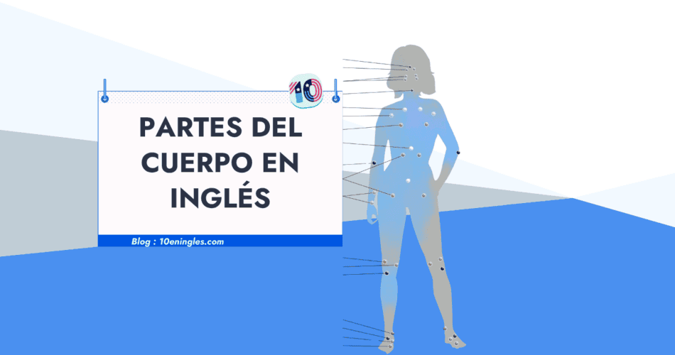 Guía visual y vocabulario completo para aprender las partes del cuerpo en inglés