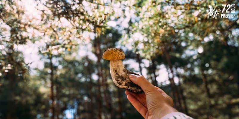A survivalist finding food