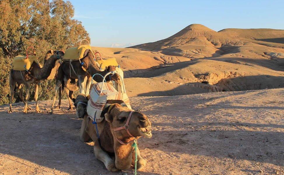 balade chameau agafay marrakech