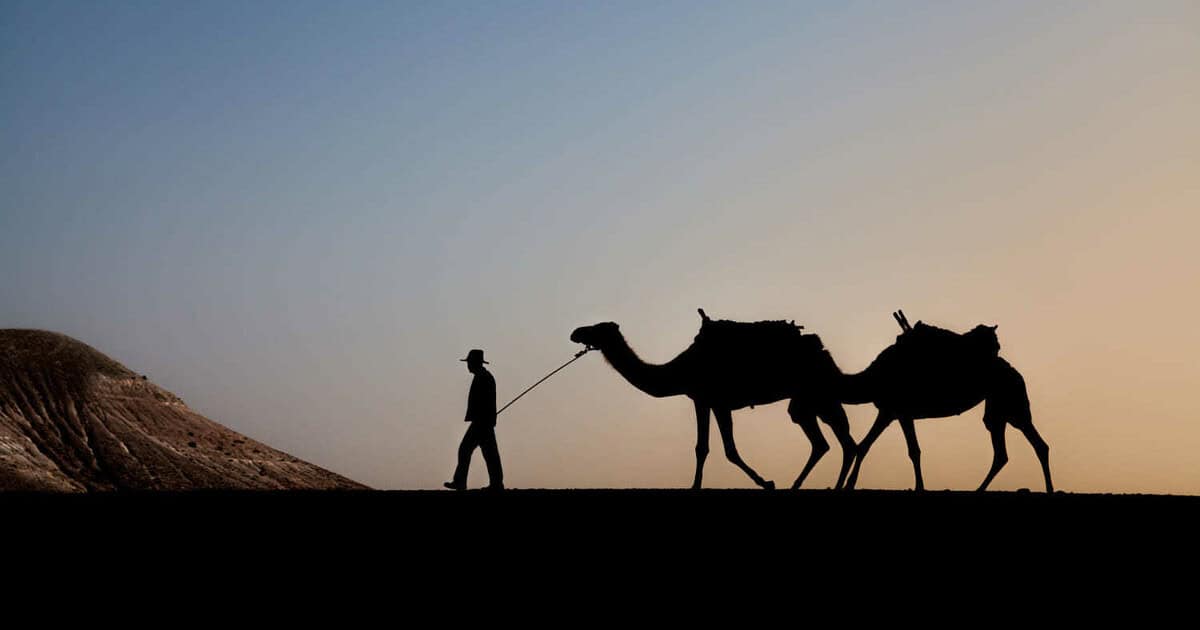 chameau au coucher du soleil au desert agafay