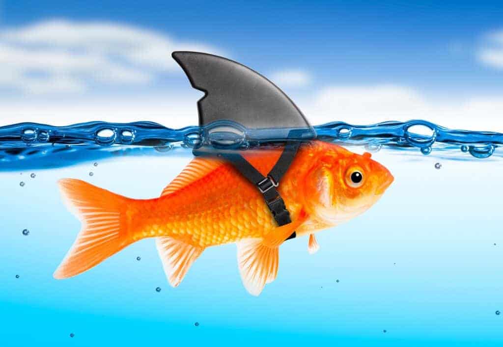 Goldfish disguised as a shark.