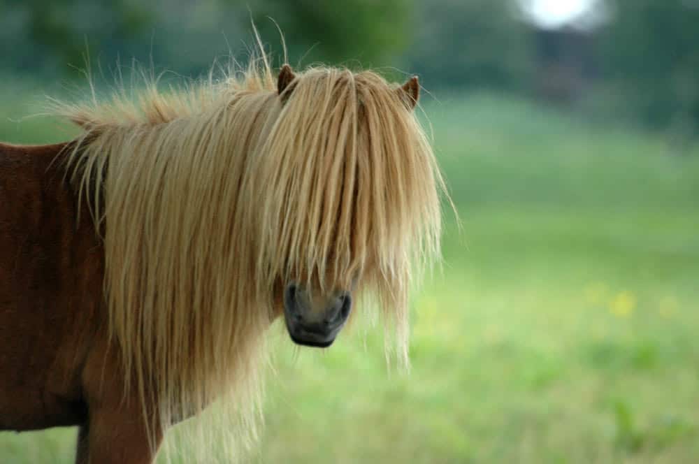 PPID Cushing disease horses paarden