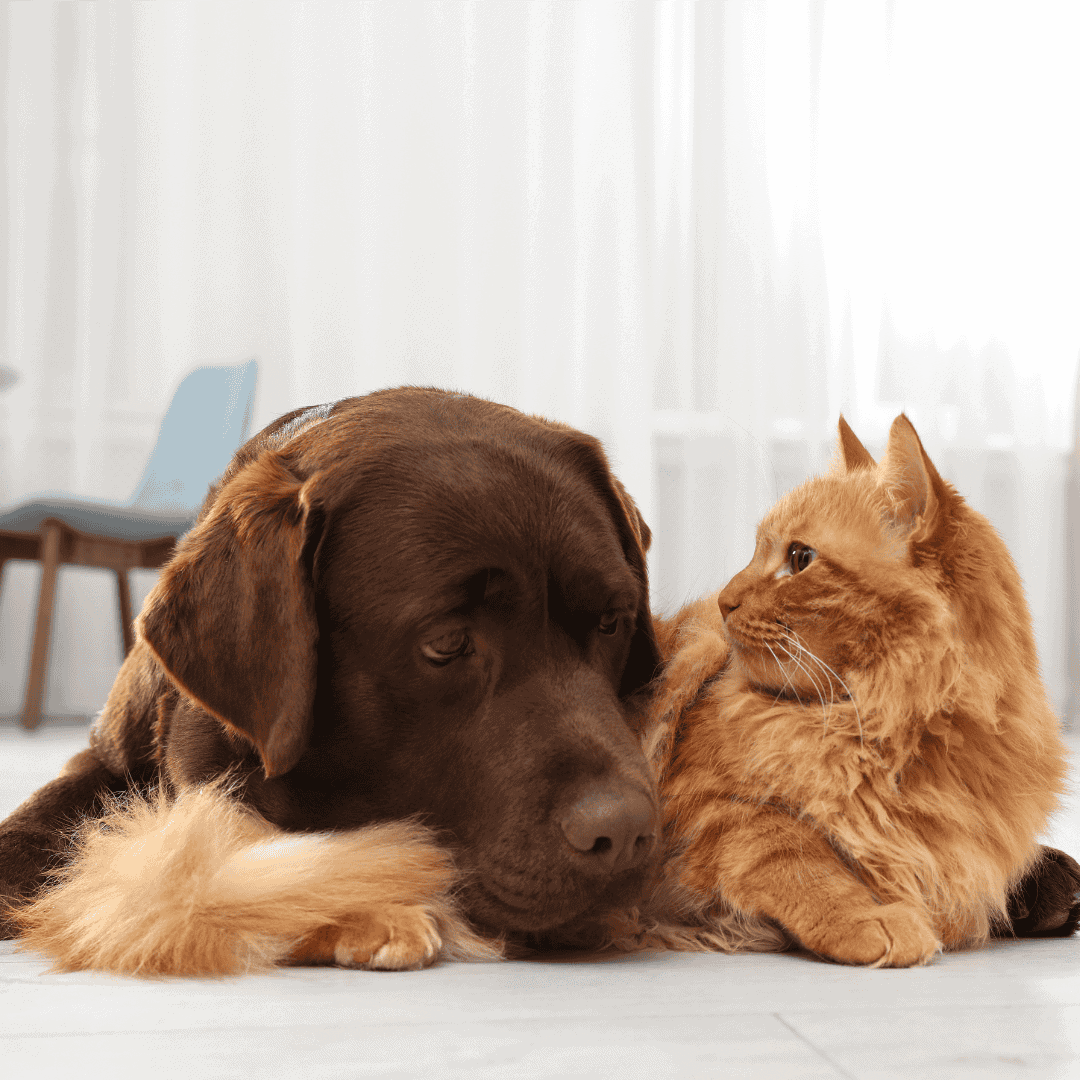 Kat en hond