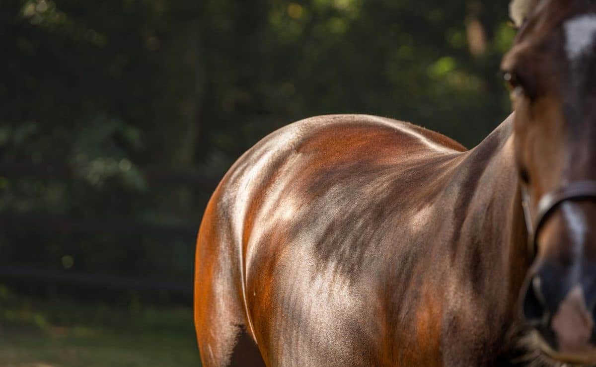 Paard met glanzende rug met spieren in de natuur met groene achtergrond.