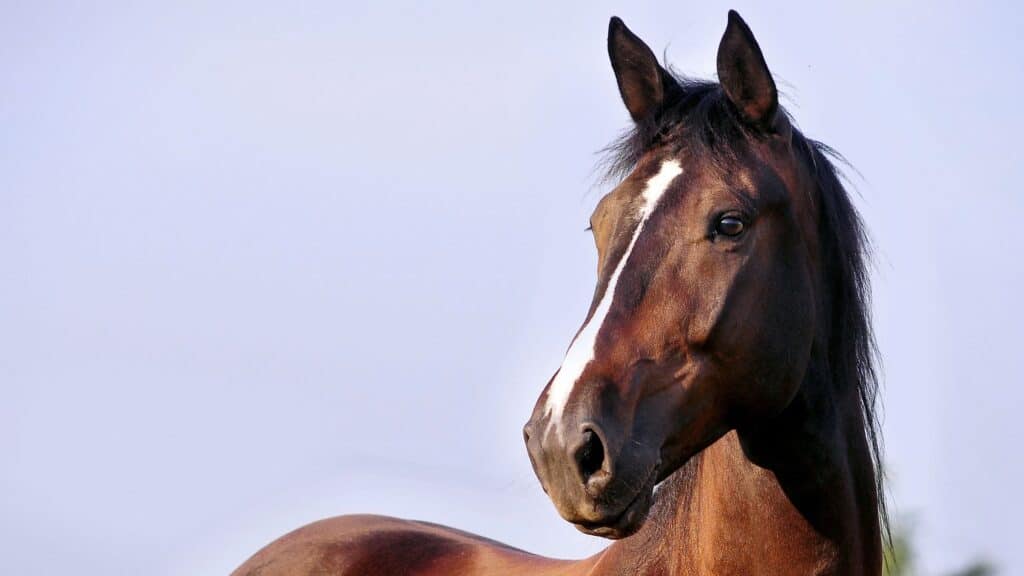gewrichtsgezondheid bij paarden - Balanstri