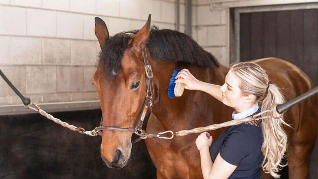 luchtwegproblemen bij paarden - Balanstri