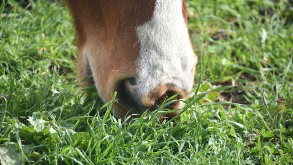 voeding voor paarden - Balanstri