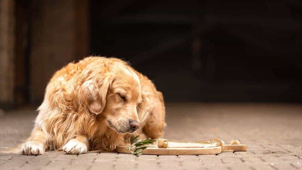 omega-3 voor honden