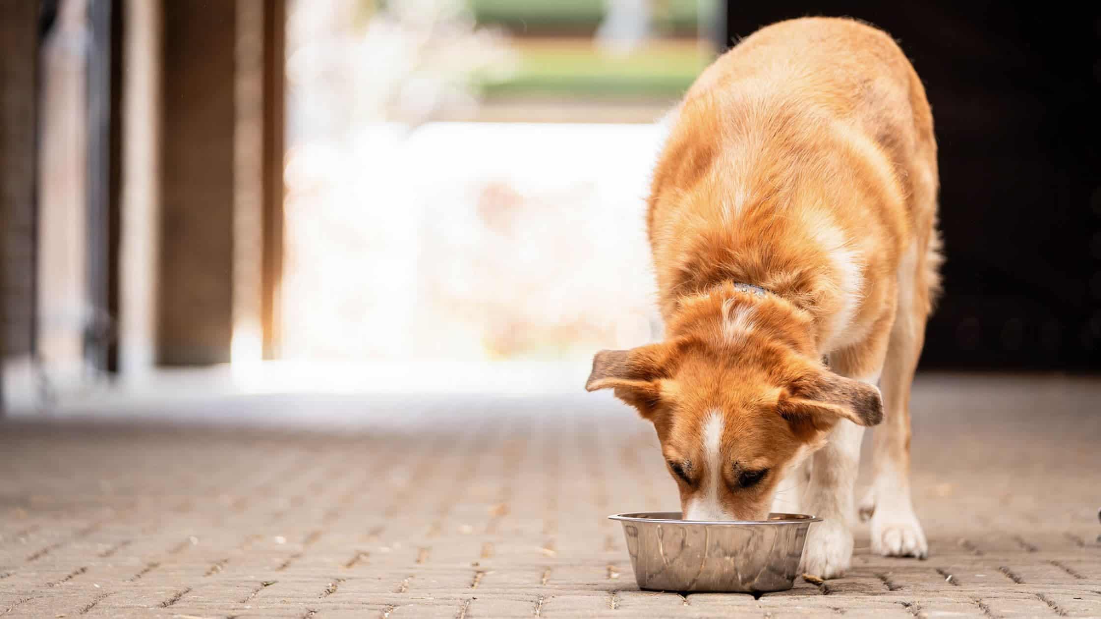 Omega-3 voor gewrichten oudere hond