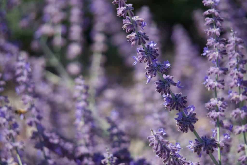 Lavendel 