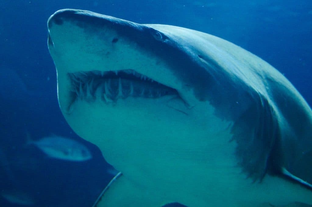Close-up of a shark with its teeth showing