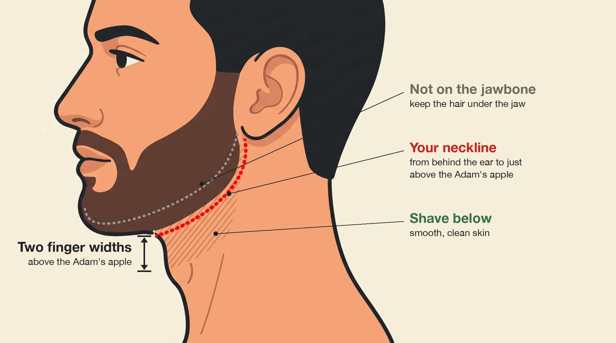 Diagram showing where the beard neckline goes: a curve from behind the ear to two finger widths above the Adam's apple, with the hair kept under the jaw