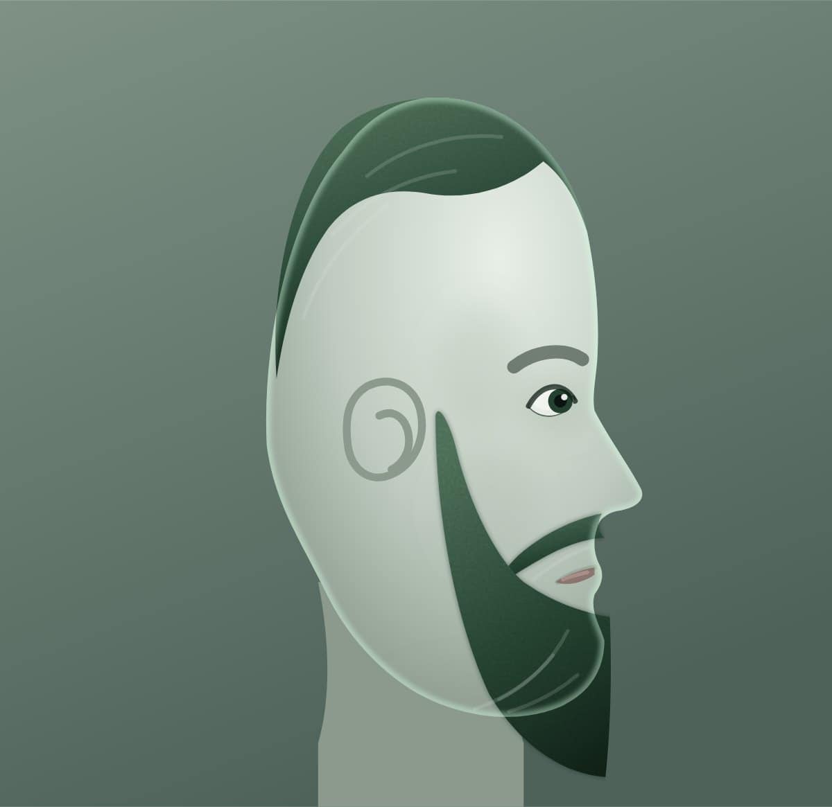 Profile diagram of the garibaldi beard style, showing how far it runs back toward the ear.