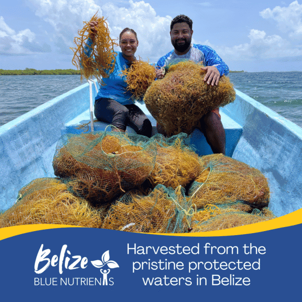 Belize Sea Moss - Eucheuma Cottonii - Image 2