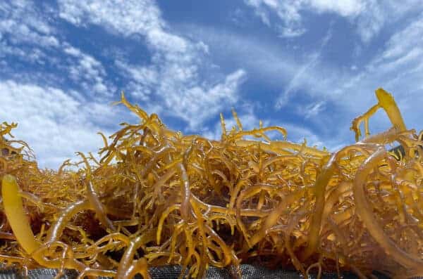 Belize Sea Moss - Eucheuma Cottonii (Wholesale)