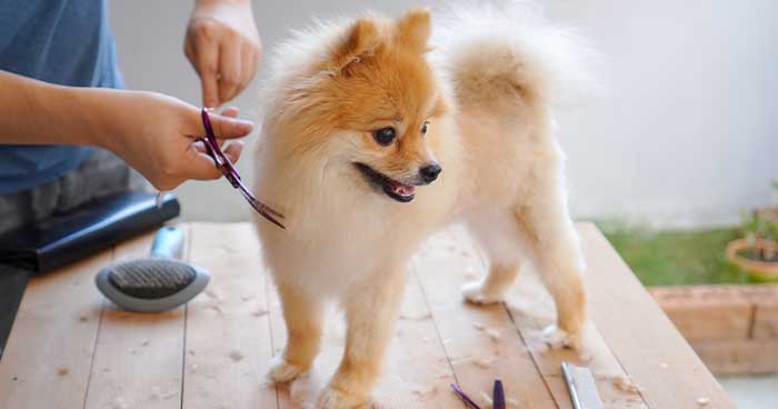 Make sure to keep your pets well groomed.