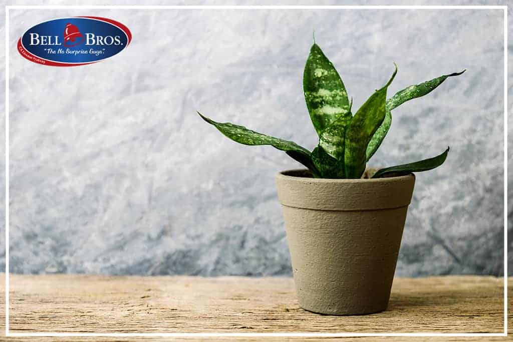 A small green potted plant sits on a wooden surface against a gray textured background, with the Bell Bros. logo displayed in the top left corner. Bell Brothers is known for trusted service across Northern California, offering a No Surprise Guarantee, background-checked technicians, and upfront pricing to provide peace of mind to every customer.