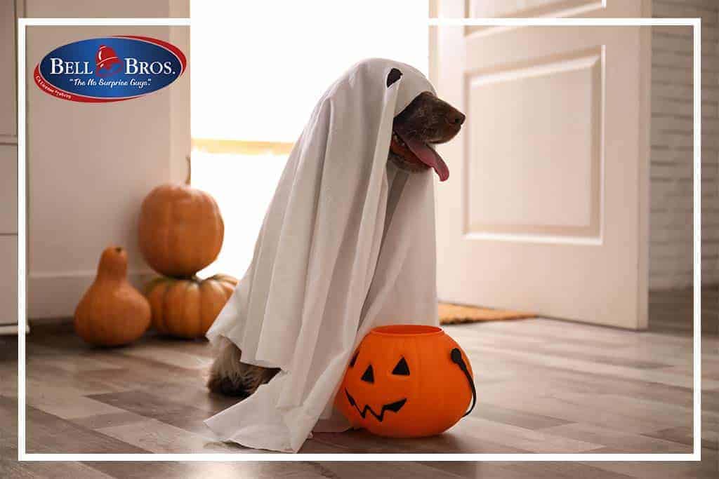 A cheerful dog dressed in a white ghost costume sits beside a festive pumpkin bucket and pumpkins inside a cozy home, showcasing the Bell Bros. logo in the top left corner. Trust Bell Brothers for all your home comfort needs—our fully background-checked technicians deliver honest service with upfront pricing and our signature No Surprise Guarantee. Proudly serving Northern California communities with reliability and care you can count on!.