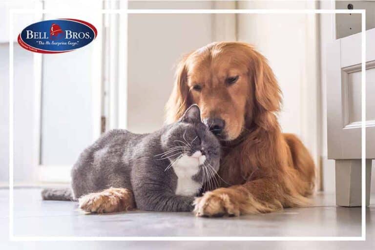 A golden retriever gently rests its head on a relaxed gray and white cat, both lounging together on a light-colored indoor floor. The Bell Bros. logo is displayed in the top left corner, reflecting our commitment to comfort you can trust. As Northern California’s dependable home service team, we stand by our No Surprise Guarantee, background-checked technicians, and honest upfront pricing—earning the trust of your community one happy customer at a time.