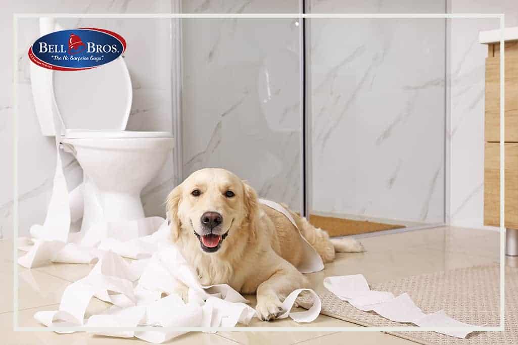A playful golden retriever relaxes on a clean bathroom floor, surrounded by unrolled toilet paper near the toilet and shower—a reminder that life’s surprises happen at home, but with Bell Brothers’ trusted plumbing services, you’ll always know what to expect. Our background-checked technicians provide upfront pricing and our No Surprise Guarantee ensures peace of mind for families across Northern California communities.