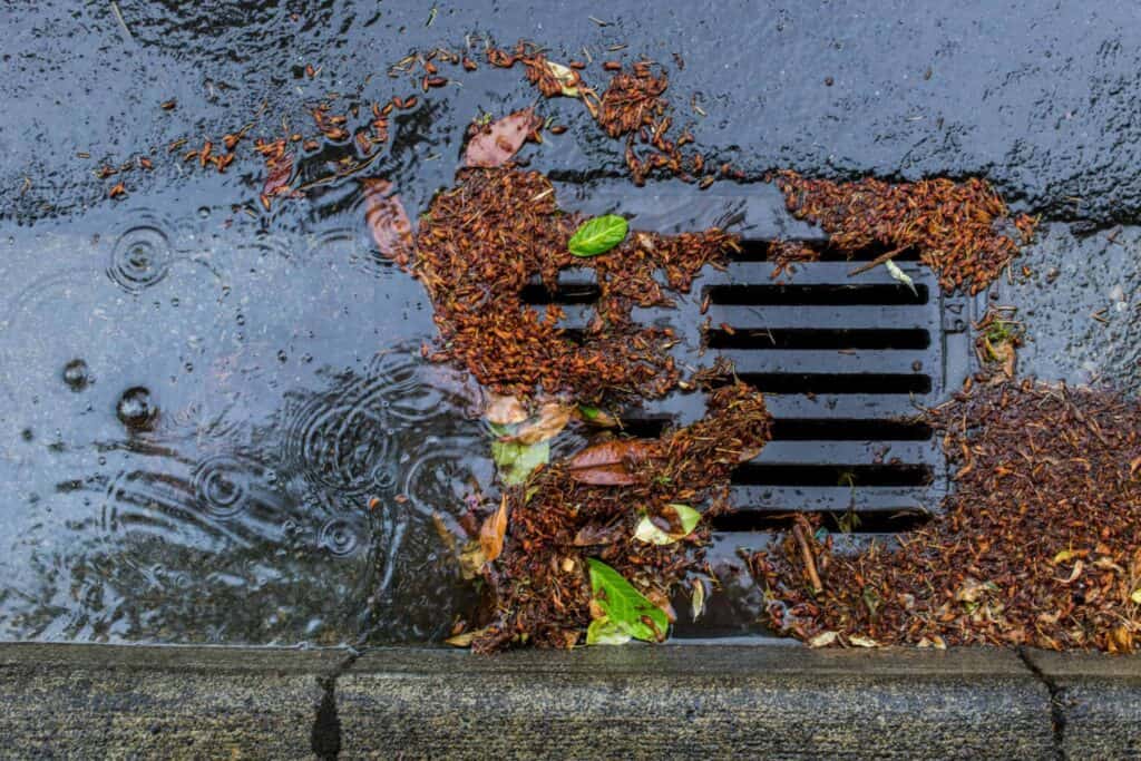 A stormwater drain is partially blocked by wet leaves and debris, with rainwater and ripples visible on the surrounding asphalt. At Bell Brothers, our background-checked technicians are known across Northern California for prompt, reliable service—always backed by our No Surprise Guarantee and upfront pricing. Trust us to help keep your home safe and clear, rain or shine.