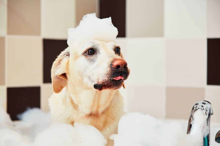 A cheerful yellow Labrador retriever sits in a bath full of bubbles, sporting playful soap suds on its head against a clean tiled backdrop. At Bell Brothers, we treat your home with the same care and trust you’d want for your family—including our No Surprise Guarantee, background-checked technicians, straightforward upfront pricing, and a strong reputation built across Northern California communities.