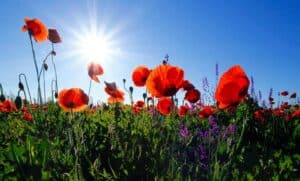 A vibrant field of red poppies and purple wildflowers basks in the warm Northern California sun under a clear blue sky—just like the peace of mind you’ll find with Bell Brothers. Count on our trusted team for prompt, professional service from background-checked technicians, with honest, upfront pricing and our No Surprise Guarantee. That’s why families across Northern California trust Bell Brothers to keep their homes comfortable year-round.