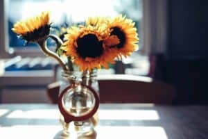 A cheerful arrangement of three sunflowers in a clear glass jar sits on a table, illuminated by warm sunlight through a nearby window. Just as these sunflowers brighten any space, Bell Brothers brings trusted comfort to homes across Northern California. With our No Surprise Guarantee, background-checked technicians, and honest upfront pricing, we’re proud to be the service team your neighbors count on.