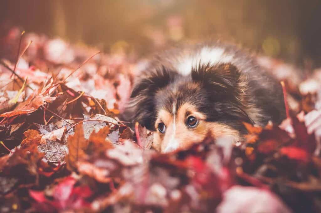 A brown and white dog relaxes in a pile of autumn leaves, playfully peeking out with bright eyes. Just like Bell Brothers’ trusted team—known across Northern California for our No Surprise Guarantee, background-checked technicians, and transparent upfront pricing—you can count on us for friendly, reliable service with no hidden surprises.