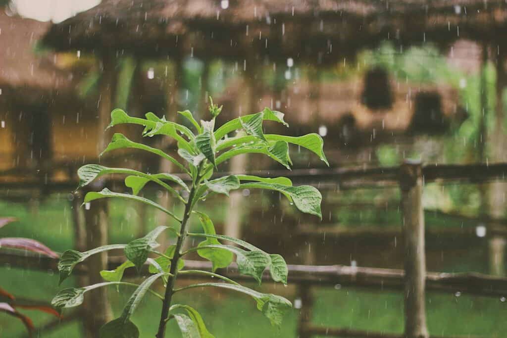 A fresh green plant stands in a garden with gentle raindrops falling, showcasing the beauty and care found throughout Northern California communities. Just as Bell Brothers delivers trusted service—with our No Surprise Guarantee, background-checked technicians, and upfront pricing—homeowners can enjoy peace of mind knowing their homes are cared for by a company known for reliability and integrity. A wooden fence and softly blurred background highlight the welcoming environments we’re proud to serve.