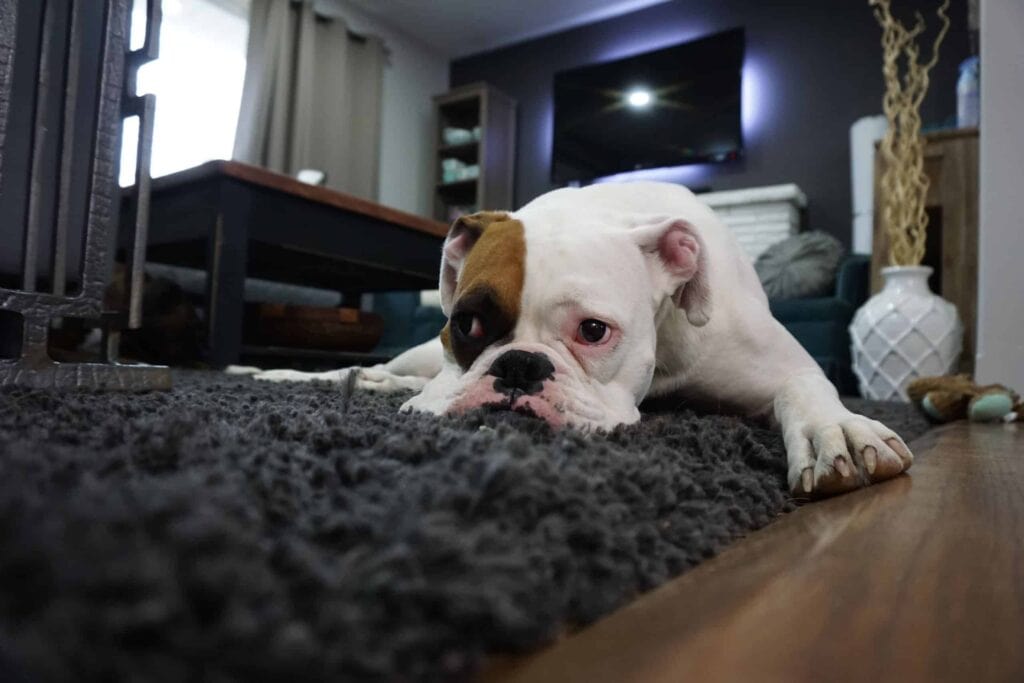 A white and brown bulldog relaxes on a cozy gray rug in a modern living room, gazing at the camera. At Bell Brothers, we believe your home’s comfort should be as peaceful as this pup’s. That’s why our background-checked technicians deliver trusted service with upfront pricing and our famous No Surprise Guarantee—earning loyal customers throughout Northern California communities.