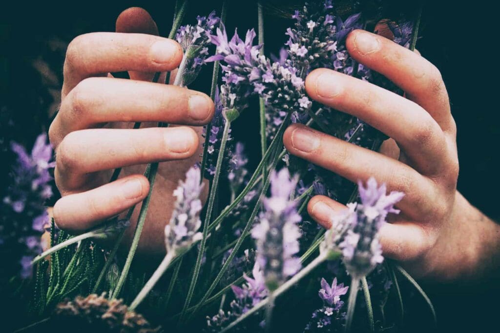 A close-up image shows two hands gently holding vibrant purple lavender stems, reflecting the trusted and caring service Bell Brothers provides. With our No Surprise Guarantee, background-checked technicians, and upfront pricing, we're proud to deliver peace of mind and reliable expertise to homes throughout Northern California.