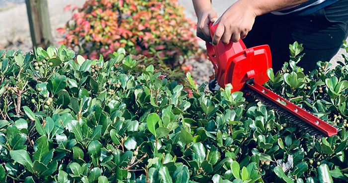 Prune the plants in your yard before the cold weather hits.