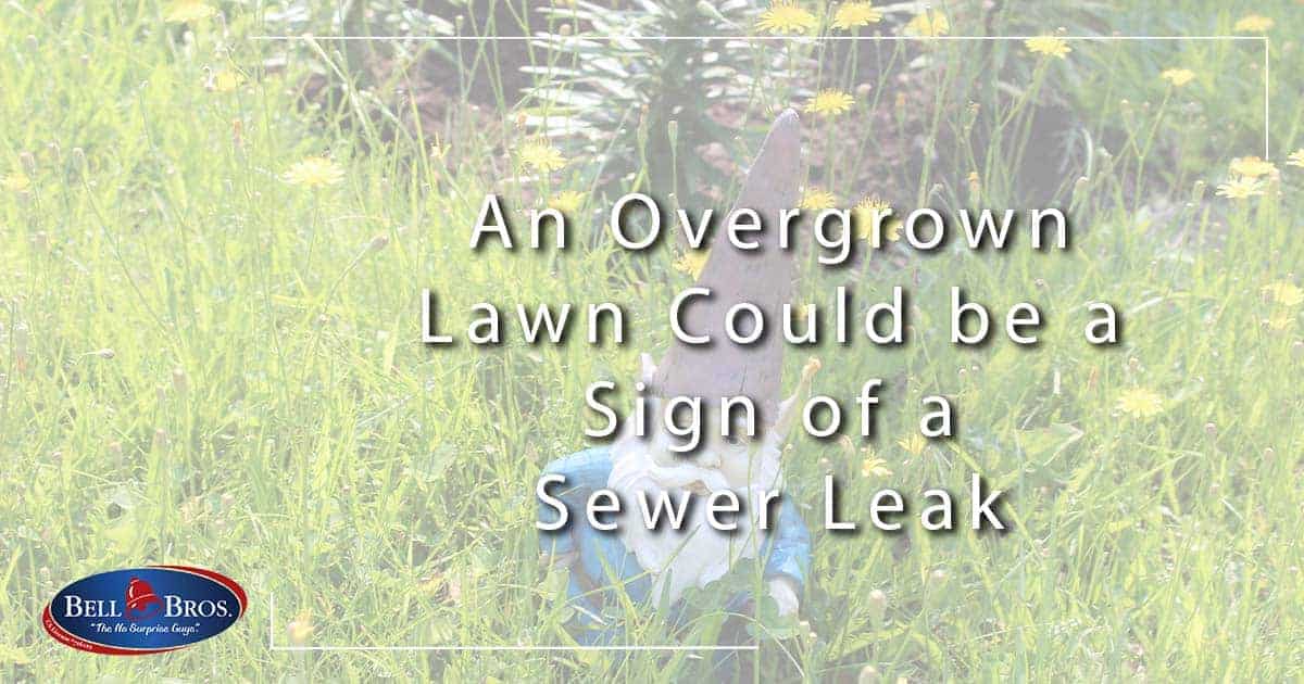 An Overgrown Lawn Could be a Sign of a Sewer Leak