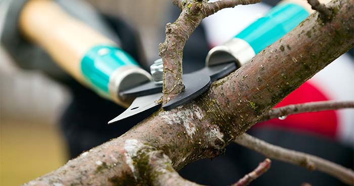 Trimming trees and shrubs will help reduce the number of things in your yard that can catch fire.