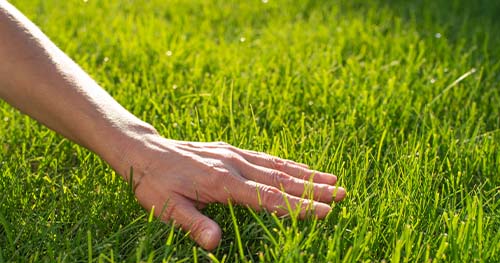 Image: a person caresses their lush lawn.