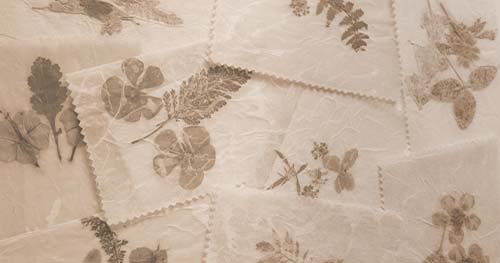 Image: parchment paper with leaf and flower pressings.