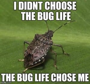 pest meme