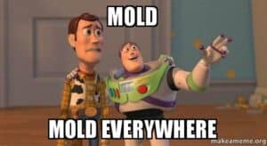 mold everywhere meme